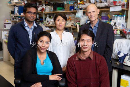 給年齡“踩剎車(chē)”：Salk研究所開(kāi)發(fā)基因療法延緩哺乳動(dòng)物衰老