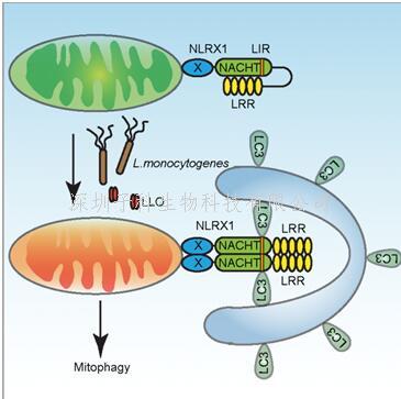 Nature Immunology：李斯特菌劫持巨噬細(xì)胞線(xiàn)粒體自噬新機(jī)制