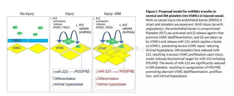 中國(guó)學(xué)者JCV獲糖尿病合并血管疾病治療的分子機(jī)制新發(fā)現(xiàn)