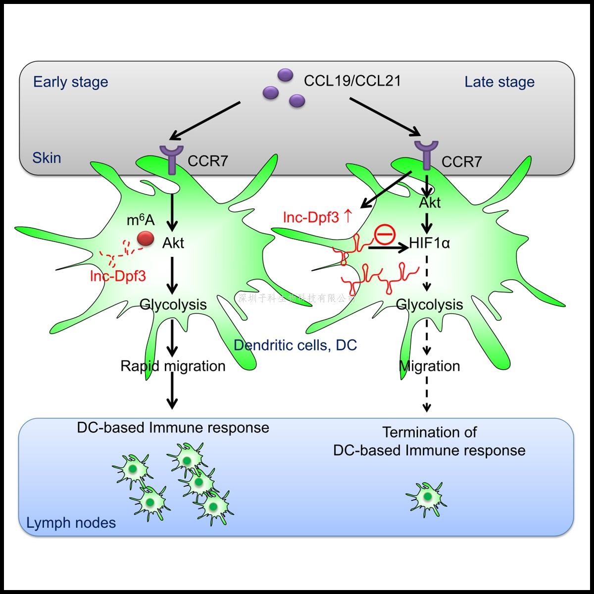 曹雪濤、劉娟最新發(fā)表Immunity文章：天然免疫及炎癥調(diào)控新靶標(biāo)