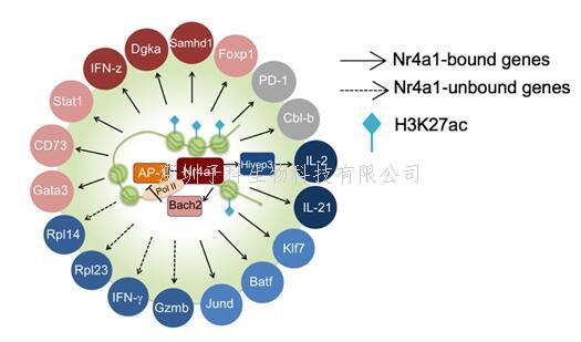 陸軍軍醫(yī)大學，清華大學最新Nature：T細胞功能調(diào)控的關(guān)鍵轉(zhuǎn)錄因子