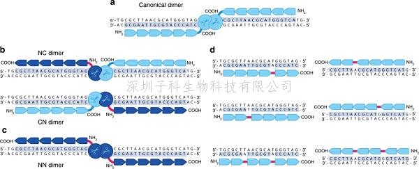 Nature Communications：第二代的鋅指核酸酶技術(shù)