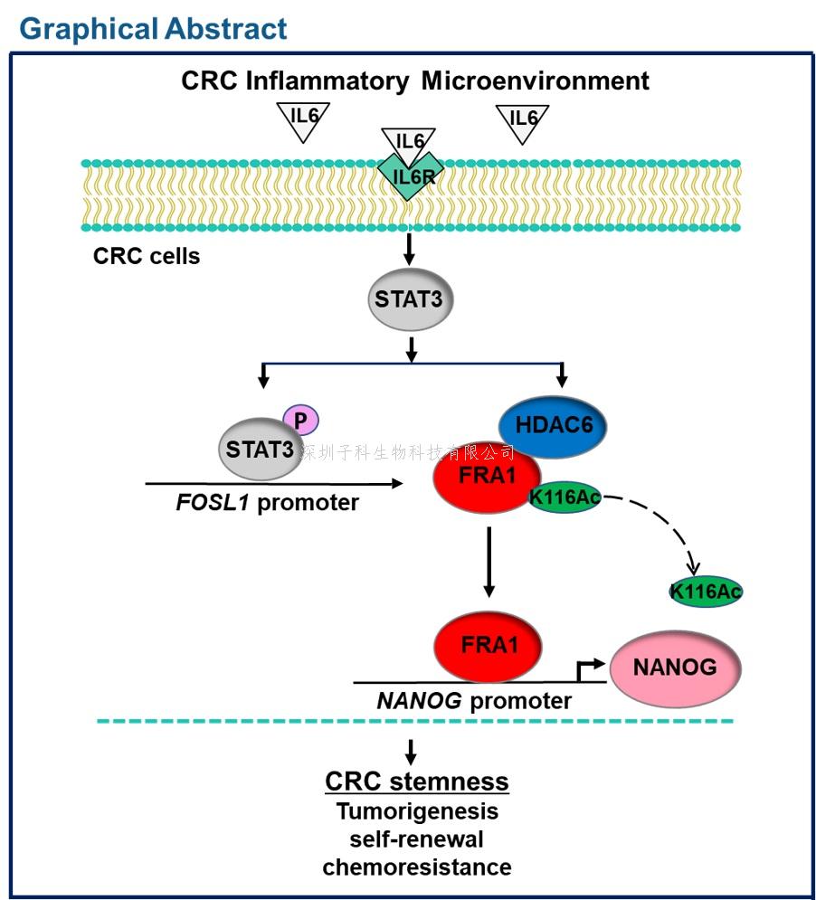 Oncogene：腫瘤微環(huán)境的炎癥因子如何促進癌癥干性和惡性發(fā)展