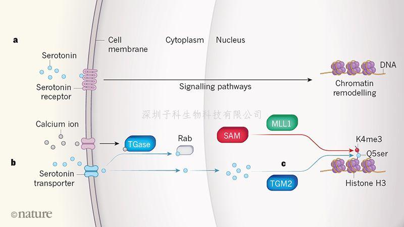 Nature：跨國研究最新發(fā)現(xiàn)5-羥色胺可以指導基因表達！