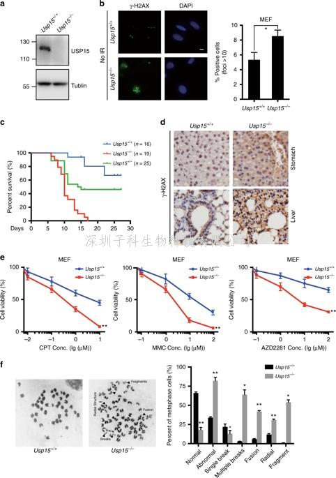 USP15酶在各種癌癥治療中的潛在作用