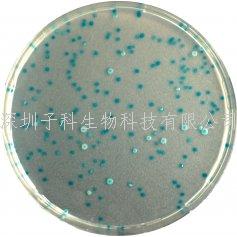 科馬嘉大腸桿菌顯色培養(yǎng)基
