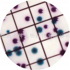 科馬嘉液體ECC（定量）顯色培養(yǎng)基