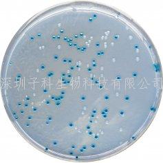 科馬嘉B族鏈球菌顯色培養(yǎng)基