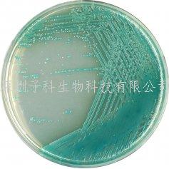 科瑪嘉假單胞菌培養(yǎng)基