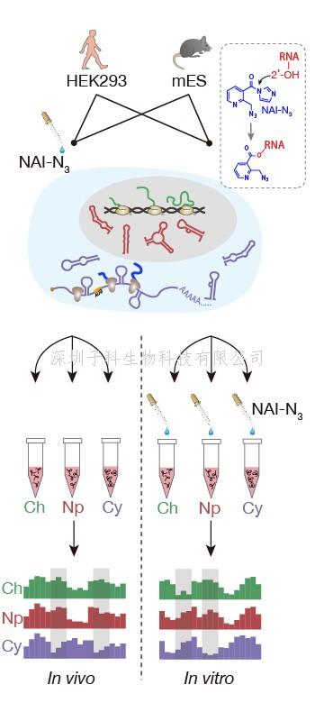 華裔牛人Natur子刊發(fā)文：哺乳動(dòng)物不同細(xì)胞組分RNA結(jié)構(gòu)圖譜