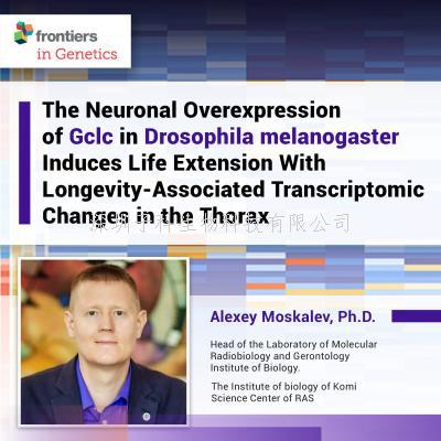 長壽基因Gclc影響年齡相關(guān)轉(zhuǎn)錄組變化