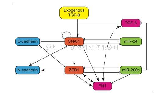 Nature子刊：競爭性內(nèi)源RNA直接調(diào)控上皮間質(zhì)轉(zhuǎn)化的動態(tài)過程