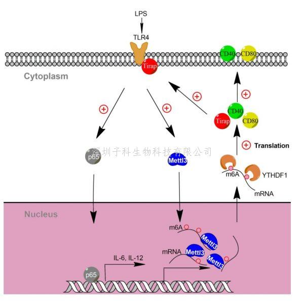 曹雪濤院士再發(fā)Nature子刊文章 發(fā)現(xiàn)m6A修飾促進(jìn)樹突狀細(xì)胞活化