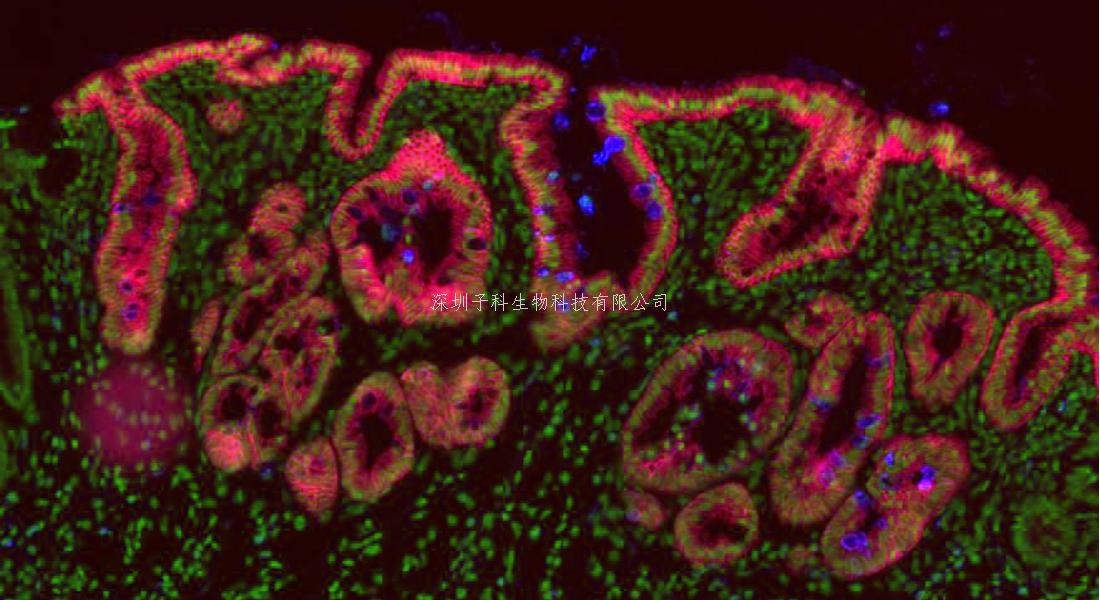 令人驚訝的研究結(jié)果：所有未成熟的細(xì)胞都能發(fā)育成干細(xì)胞