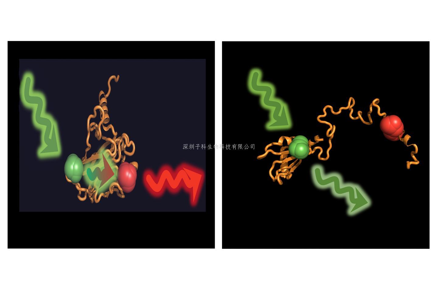 激發(fā)細(xì)胞抗腫瘤活性，分子伴侶和p53缺一不可