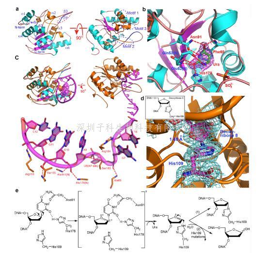 中山大學生科院Nature子刊發(fā)現(xiàn)非典型尿嘧啶DNA糖基化酶UdgX的催化過程