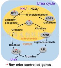 暨南大學吳寶劍研究組Hepatology發(fā)現(xiàn)生物鐘基因在氨基酸代謝中的關鍵作用