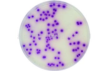 沙門(mén)氏菌顯色培養(yǎng)基