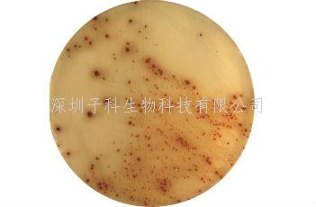 0157：H7 顯色培養(yǎng)基