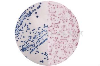 大腸桿菌顯色培養(yǎng)基