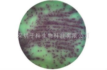 假單胞菌顯色培養(yǎng)基