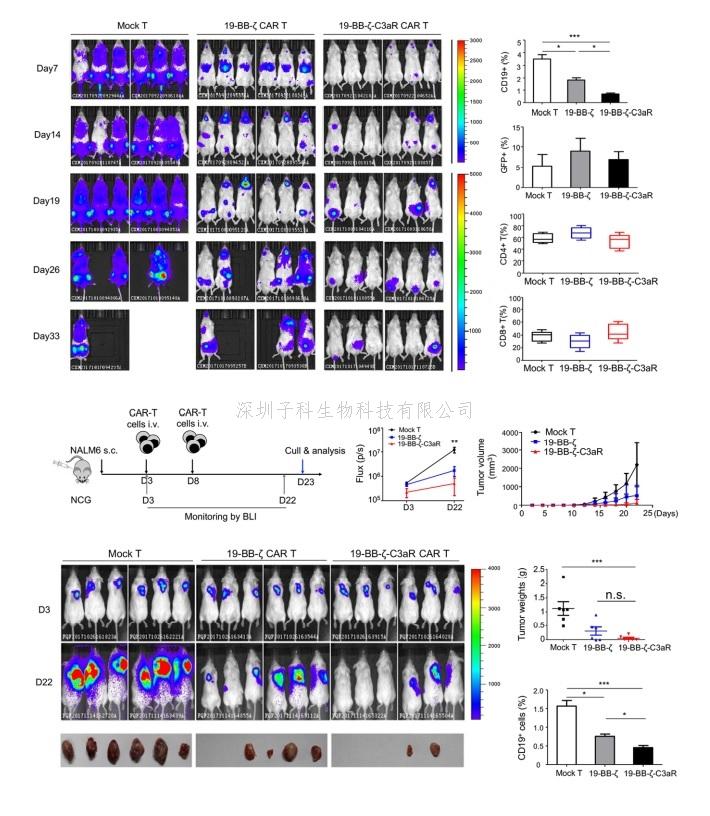 廣州健康院在CAR-T治療血液腫瘤的研究中取得新進(jìn)展