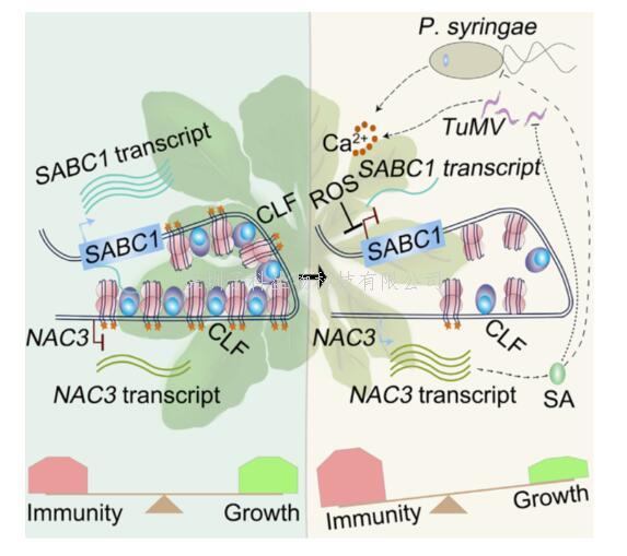 錢偉強(qiáng)課題組與合作者揭示lncRNA平衡植物免疫和生長的分子機(jī)制