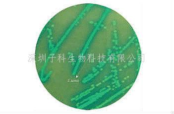 印度HiMedia 葡萄球菌選擇性顯色培養(yǎng)基