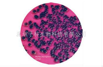 印度HiMedia 蠟樣芽胞桿菌顯色培養(yǎng)基
