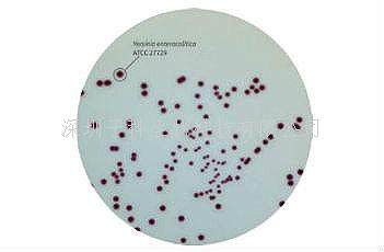 印度HiMedia 耶爾森菌顯色培養(yǎng)基