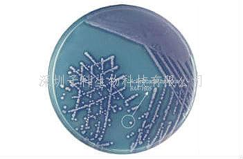 印度 HiMedia 不動(dòng)桿菌顯色培養(yǎng)基