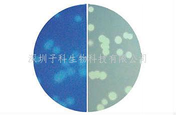 印度 HiMedia 假單胞菌顯色培養(yǎng)基