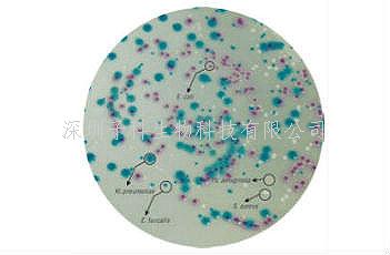 印度HiMedia 尿道菌群定位顯色培養(yǎng)基