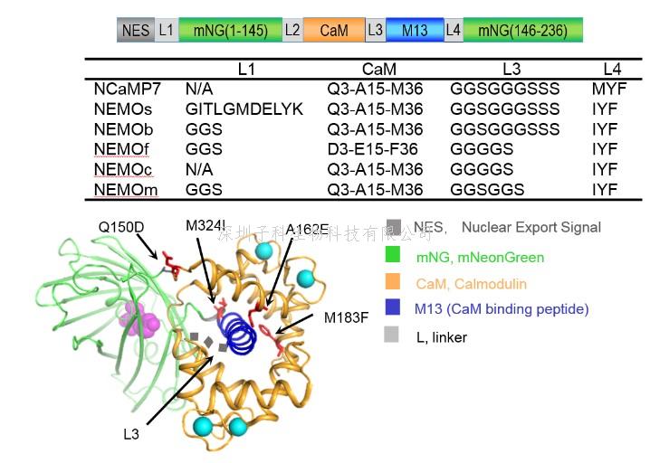 農(nóng)學院喻景權/周艷虹團隊在PNAS發(fā)文揭示光信號節(jié)鏈在番茄側枝發(fā)育中的作用