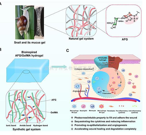 昆明植物所在天然多糖水凝膠修復糖尿病難愈合創(chuàng)面的研究中取得重要進展