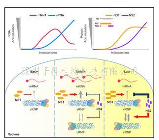 微生物所鄧濤團(tuán)隊(duì)發(fā)現(xiàn)流感病毒NS1和NS2蛋白參與精細(xì)調(diào)控病毒RNA的轉(zhuǎn)錄與復(fù)制