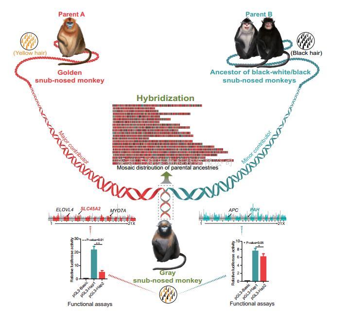云南大學(xué)Science發(fā)文：靈長類動(dòng)物黔金絲猴雜交起源和其獨(dú)特毛色產(chǎn)生的分子機(jī)制