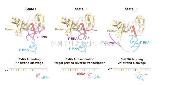 自私的基因！劉俊杰課題組揭示逆轉(zhuǎn)座子在基因組上跳躍的分子機(jī)制
