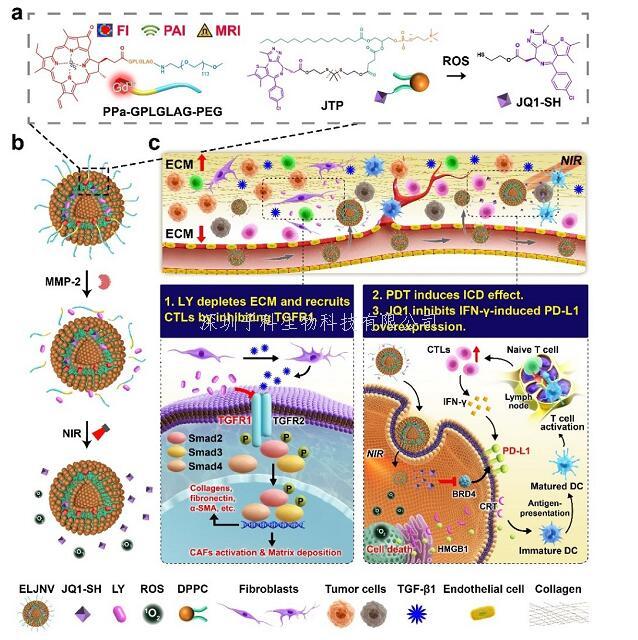 Nat Commun | 上海藥物所發(fā)現(xiàn)克服腫瘤免疫耐受增強(qiáng)免疫療效新方法
