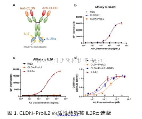 Science子刊：開(kāi)發(fā)靶向CLDN18.2的細(xì)胞因子前藥