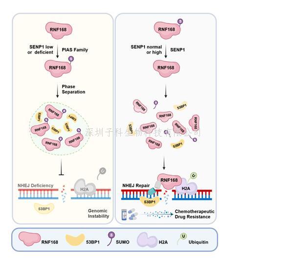 生命科學(xué)學(xué)院鄭曉峰課題組揭示SUMO化修飾通過(guò)調(diào)控液-液相分離來(lái)影響NHEJ修復(fù)效率和腫瘤細(xì)胞耐藥的分子機(jī)制