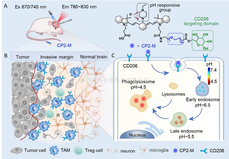 李聰課題組提出可視化免疫抑制巨噬細(xì)胞定位膠質(zhì)瘤邊界新策略