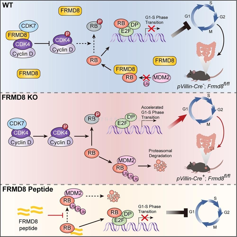 張宏權(quán)/戰(zhàn)軍團(tuán)隊(duì)發(fā)現(xiàn)抑制結(jié)直腸癌細(xì)胞周期演進(jìn)的新機(jī)制