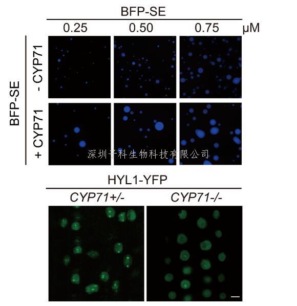 清華大學(xué)生命學(xué)院戚益軍課題組揭示植物Dicing body形成及miRNA生成的調(diào)控因子