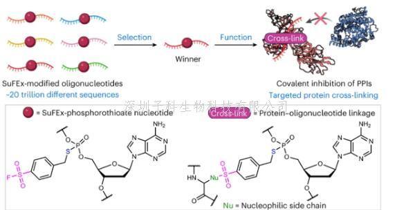 清華大學(xué)在蛋白互作共價抑制劑的發(fā)現(xiàn)研究中取得進(jìn)展