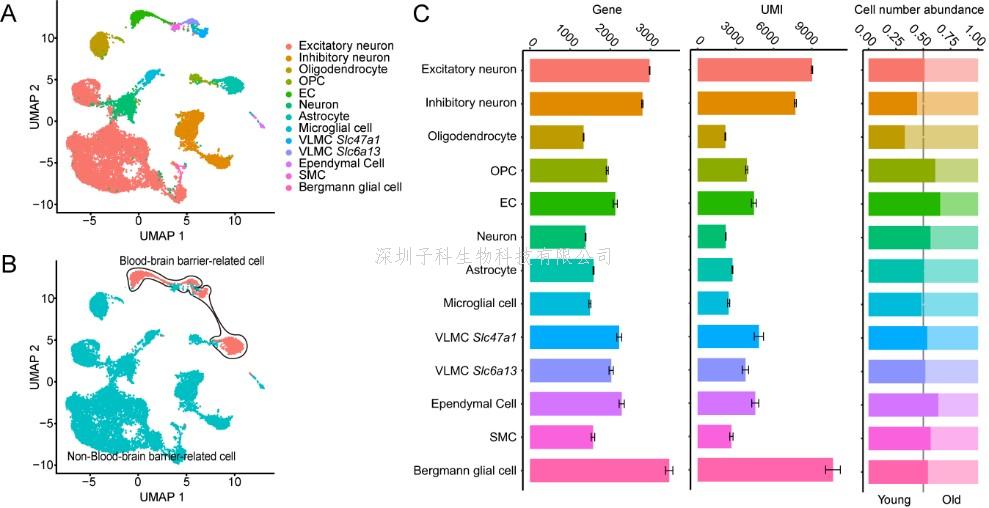 鄭樂民聯(lián)合團(tuán)隊發(fā)現(xiàn)NAD+調(diào)控血腦屏障功能新機(jī)制