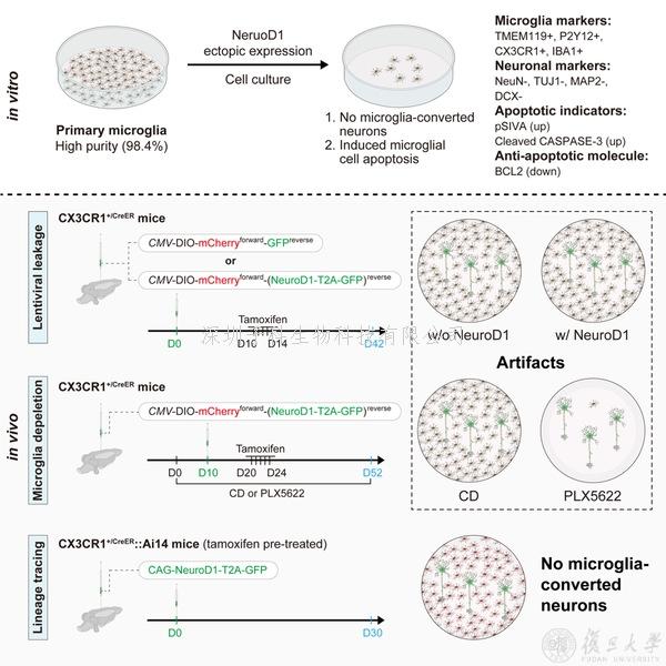 復(fù)旦大學(xué)Nature Aging最新發(fā)文：驗證膠質(zhì)細(xì)胞轉(zhuǎn)分化的基本原則