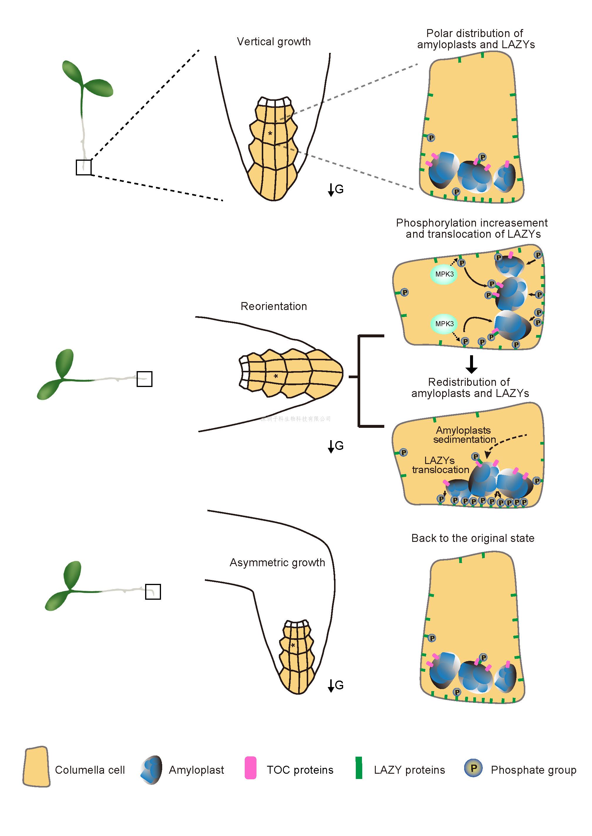 清華大學(xué)陳浩東課題組與合作者揭示植物感受重力的分子機(jī)制