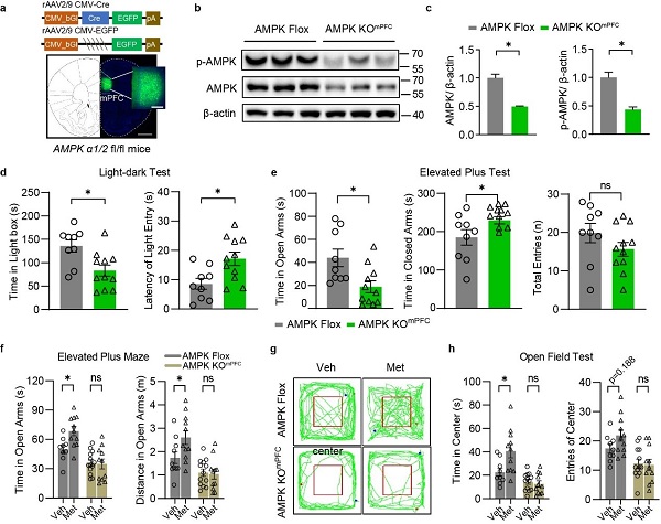 Mol Psychiatry | 上海藥物所合作揭示AMPK調(diào)控GABA能神經(jīng)元抗焦慮的新機(jī)制