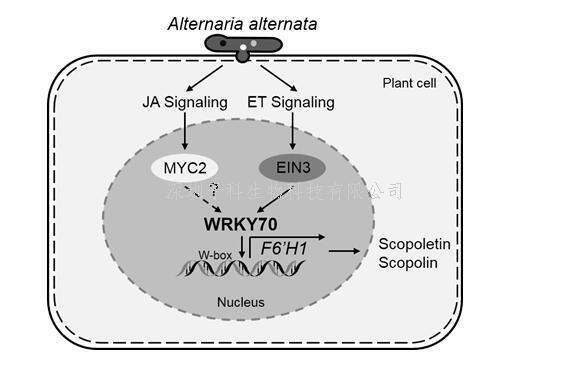 昆明植物所在植物激素茉莉酸和乙烯調(diào)控植保素的分子機(jī)制研究中取得新進(jìn)展